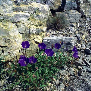 Niedrige Glockenblume 'Kobaltglocke' (Campanula carp.)