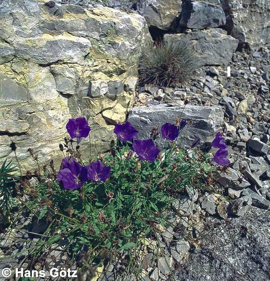 Niedrige Glockenblume 'Kobaltglocke' (Campanula carp.)