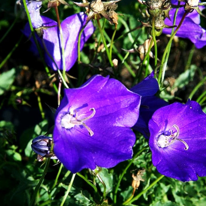 Niedrige Glockenblume 'Kobaltglocke' (Campanula carp.)