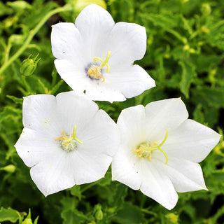 Niedrige Glockenblume 'Weiße Clips' (Campanula carp.)