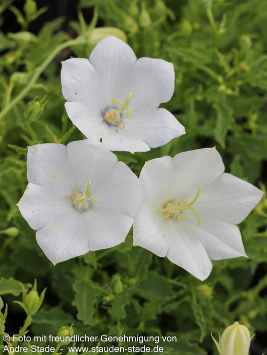 Niedrige Glockenblume 'Weiße Clips' (Campanula carp.)
