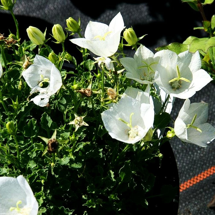 Niedrige Glockenblume 'Weiße Clips' (Campanula carp.)