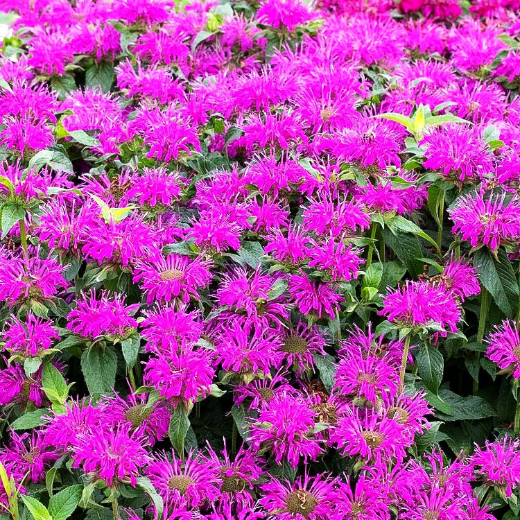 Niedrige Indianernessel 'Balmy Lilac' (Monarda didyma)