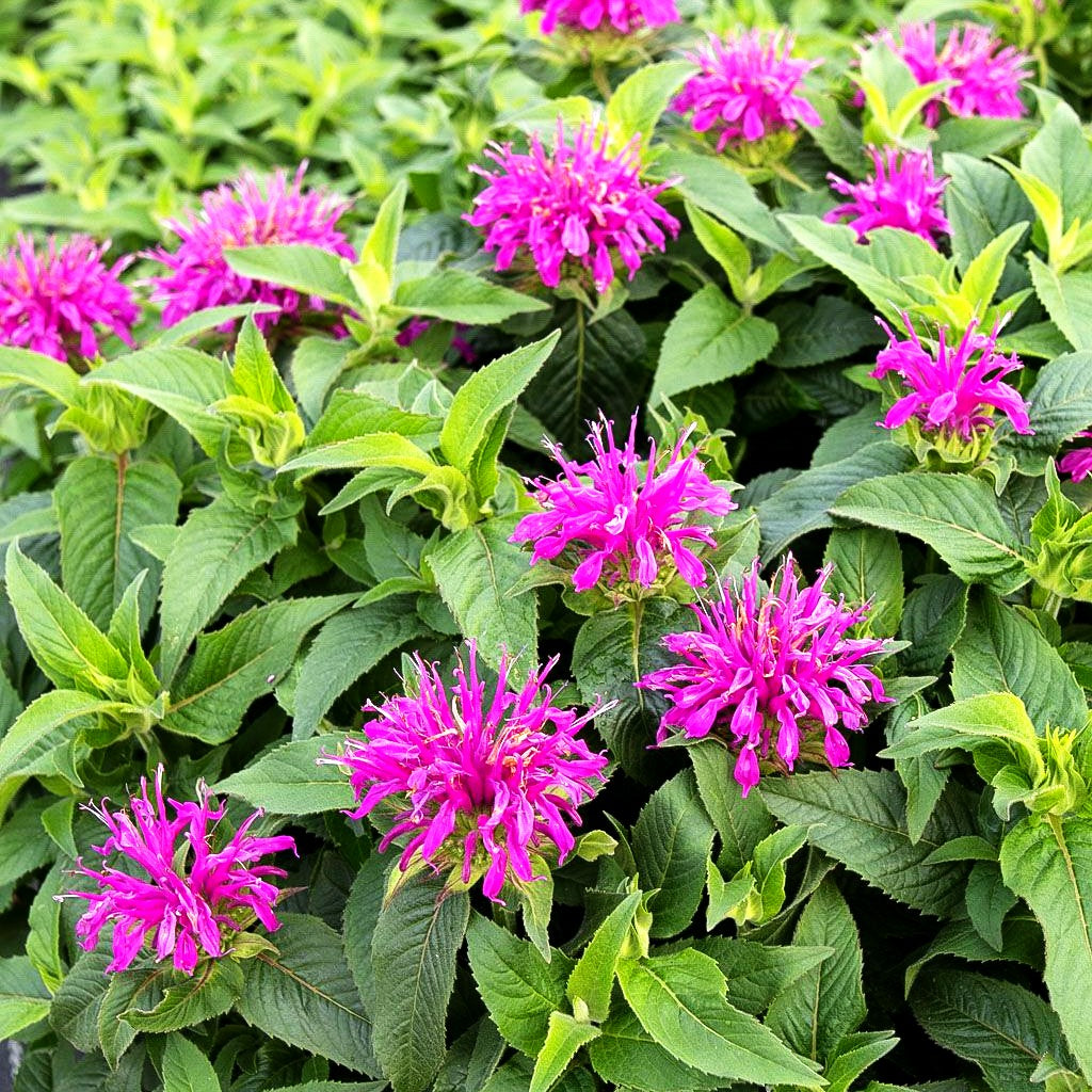 Niedrige Indianernessel 'Balmy Lilac' (Monarda didyma)