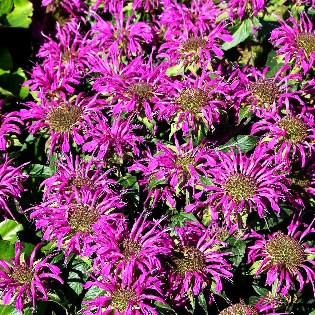 Niedrige Indianernessel 'Balmy Lilac' (Monarda didyma)