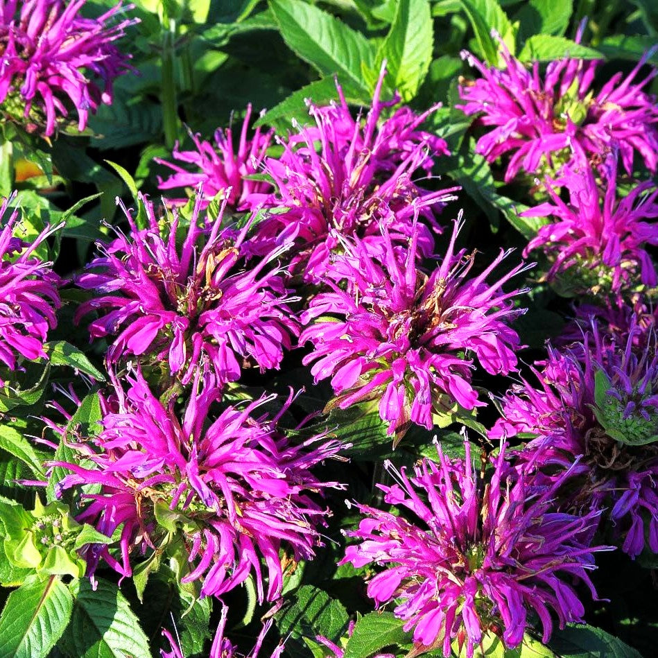 Niedrige Indianernessel 'Balmy Lilac' (Monarda didyma)