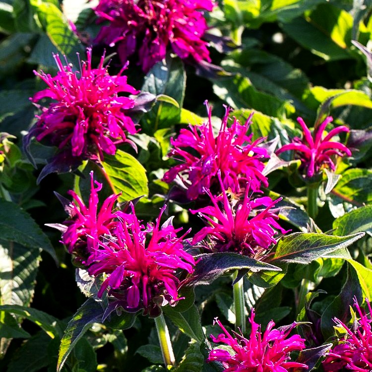 Niedrige Indianernessel 'Balmy Purple' (Monarda didyma)