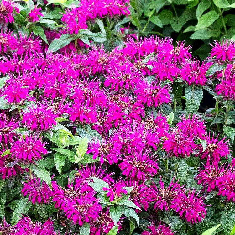 Niedrige Indianernessel 'Balmy Purple' (Monarda didyma)