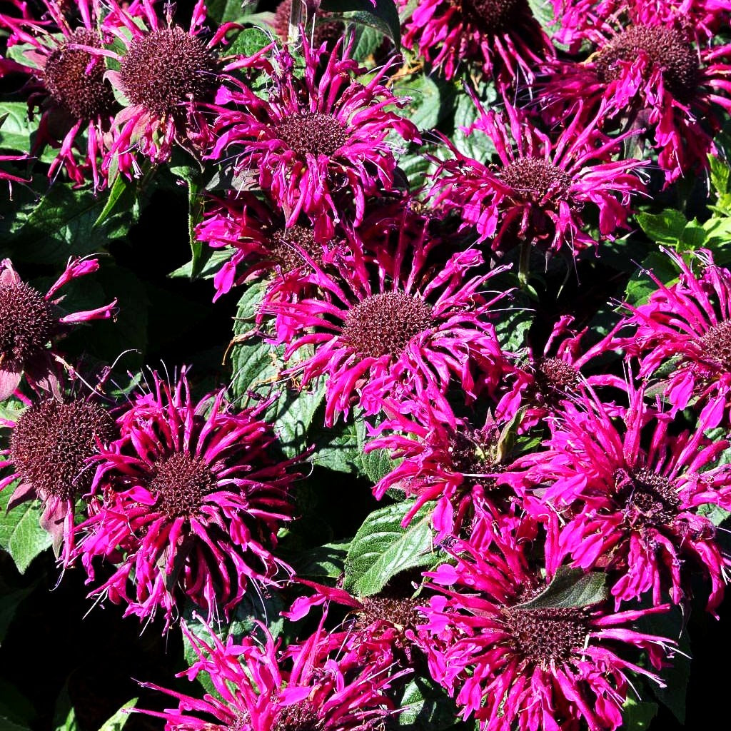 Niedrige Indianernessel 'Balmy Purple' (Monarda didyma)