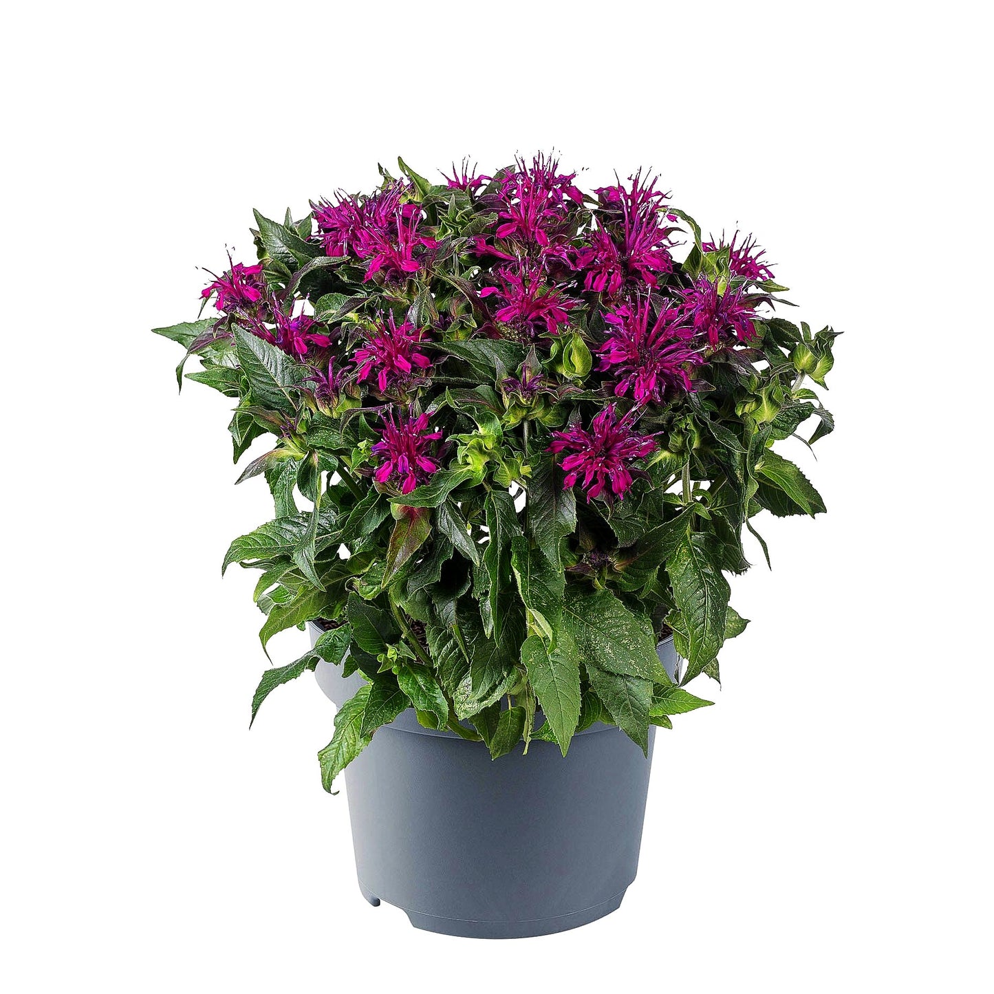 Niedrige Indianernessel 'Balmy Purple' (Monarda didyma)