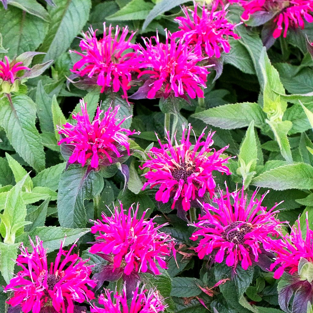 Niedrige Indianernessel 'Balmy Rose' (Monarda didyma)