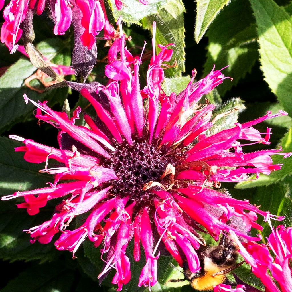 Niedrige Indianernessel 'Balmy Rose' (Monarda didyma)