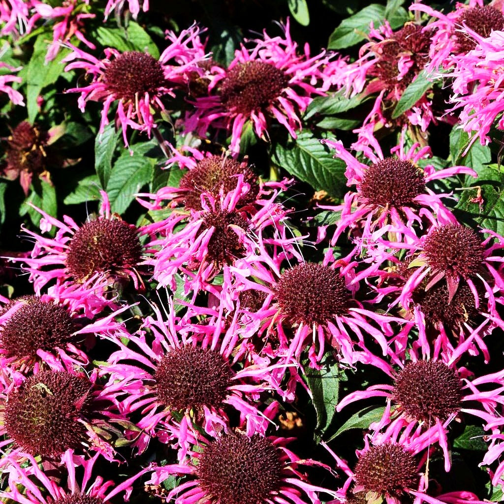 Niedrige Indianernessel 'Balmy Rose' (Monarda didyma)