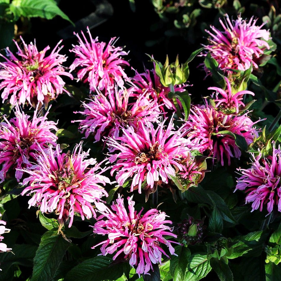 Niedrige Indianernessel 'Balmy Rose' (Monarda didyma)