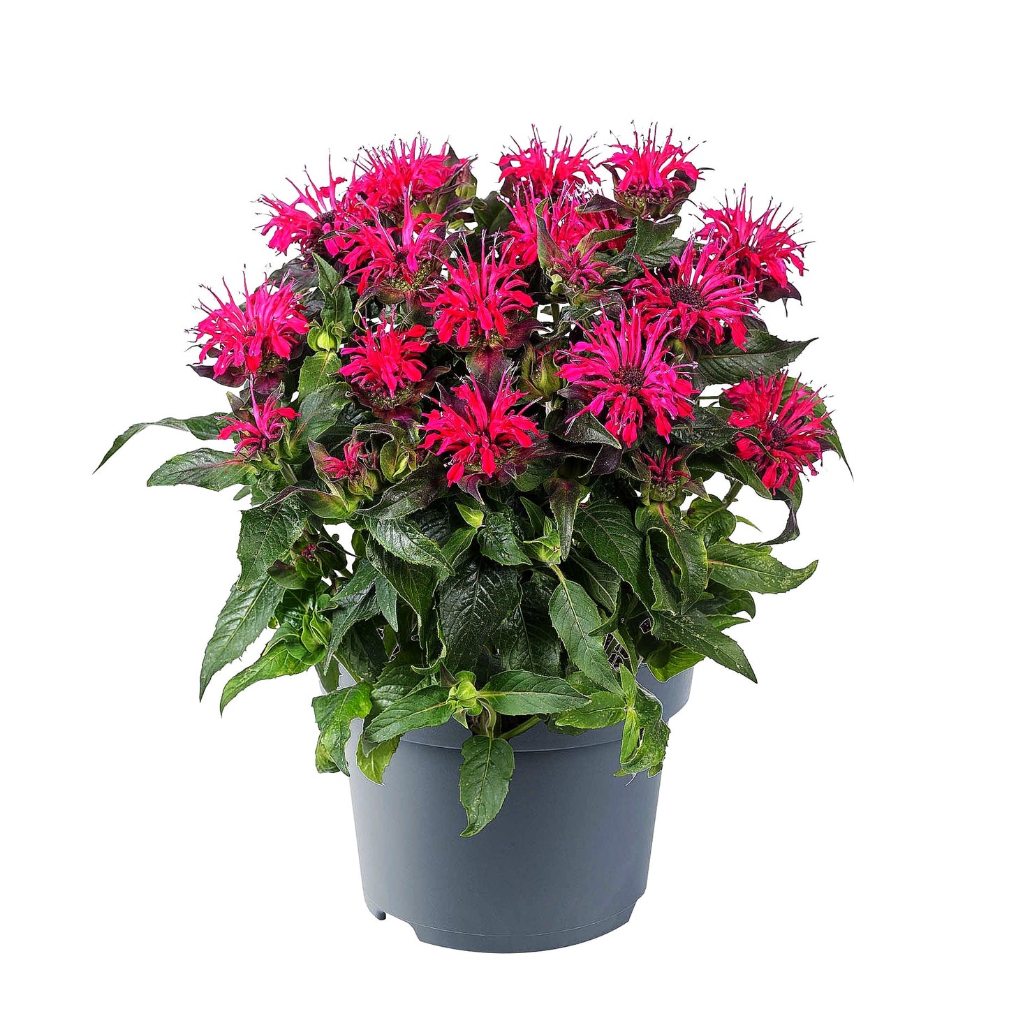 Niedrige Indianernessel 'Balmy Rose' (Monarda didyma)
