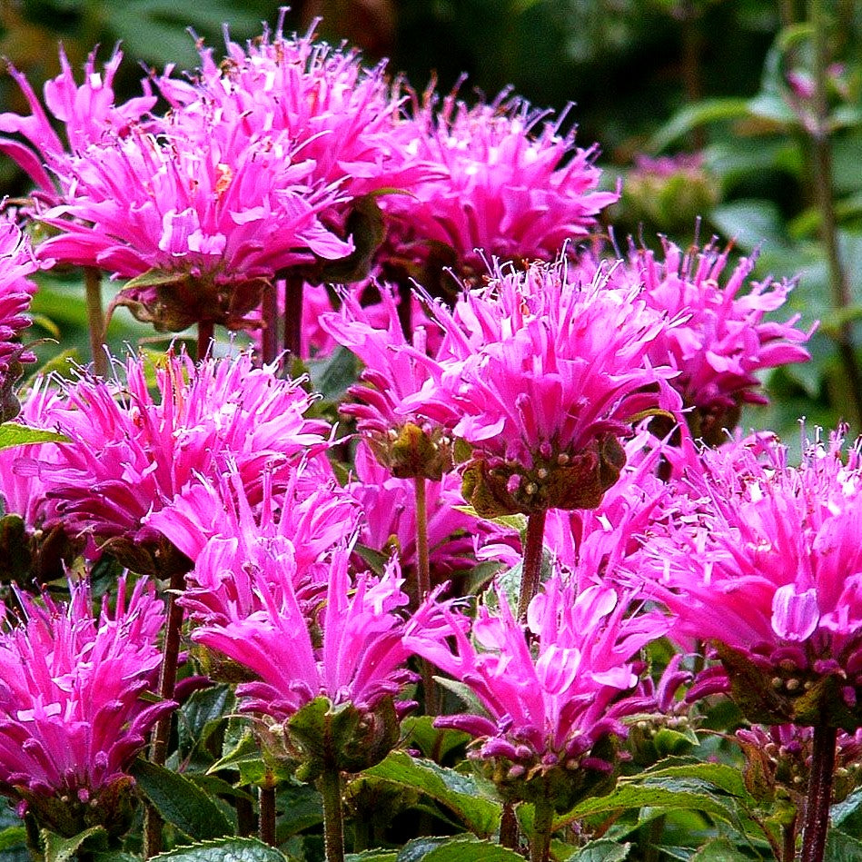 Niedrige Indianernessel 'Petite Delight' (Monarda didyma)