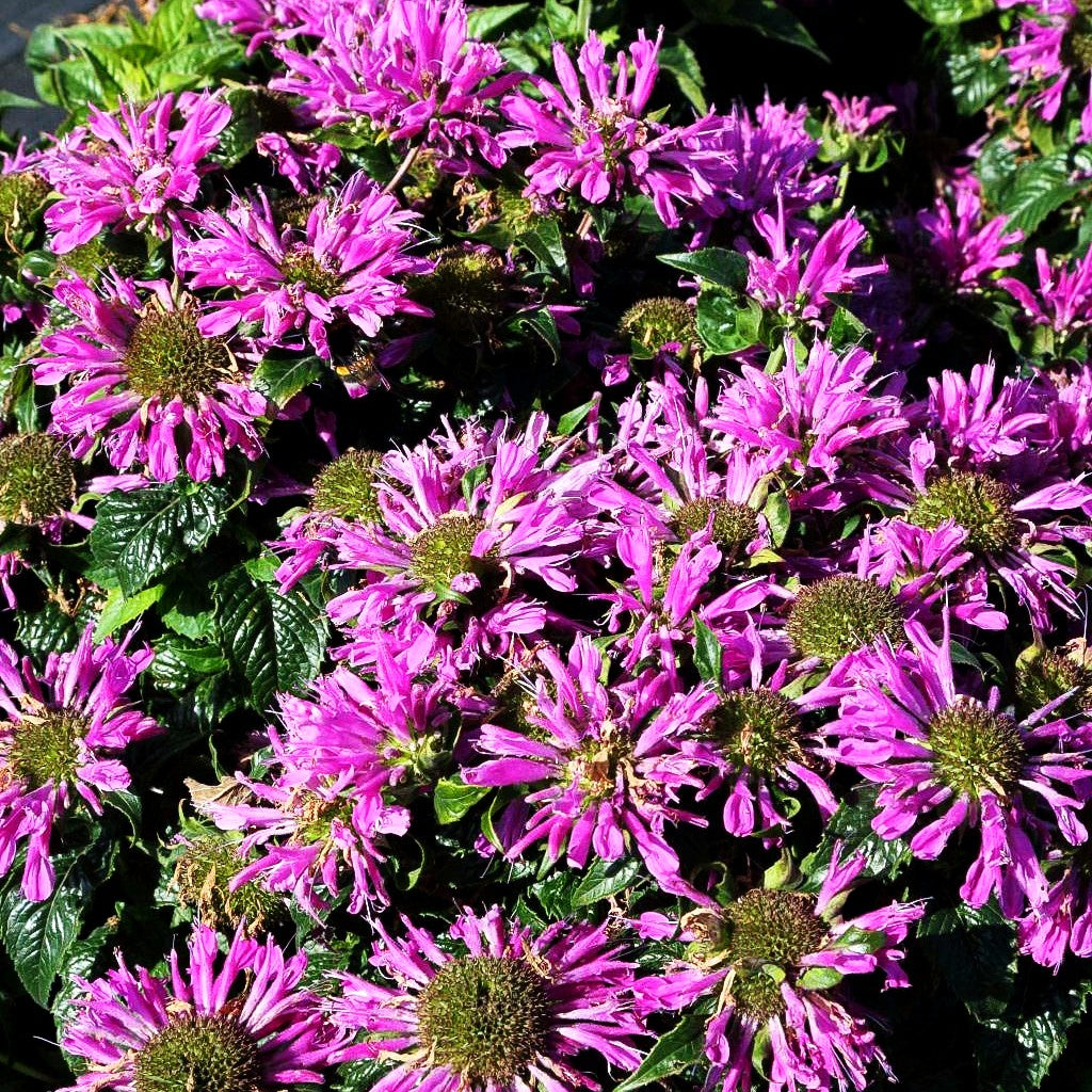 Niedrige Indianernessel 'Petite Delight' (Monarda didyma)