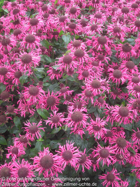 Niedrige Indianernessel 'Pink Lace' (Monarda didyma)