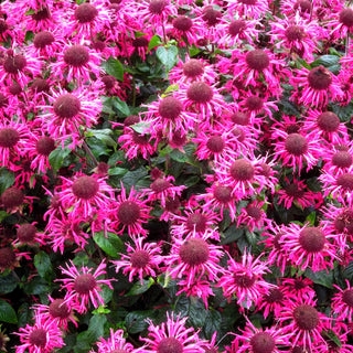 Niedrige Indianernessel 'Pink Lace' (Monarda didyma)