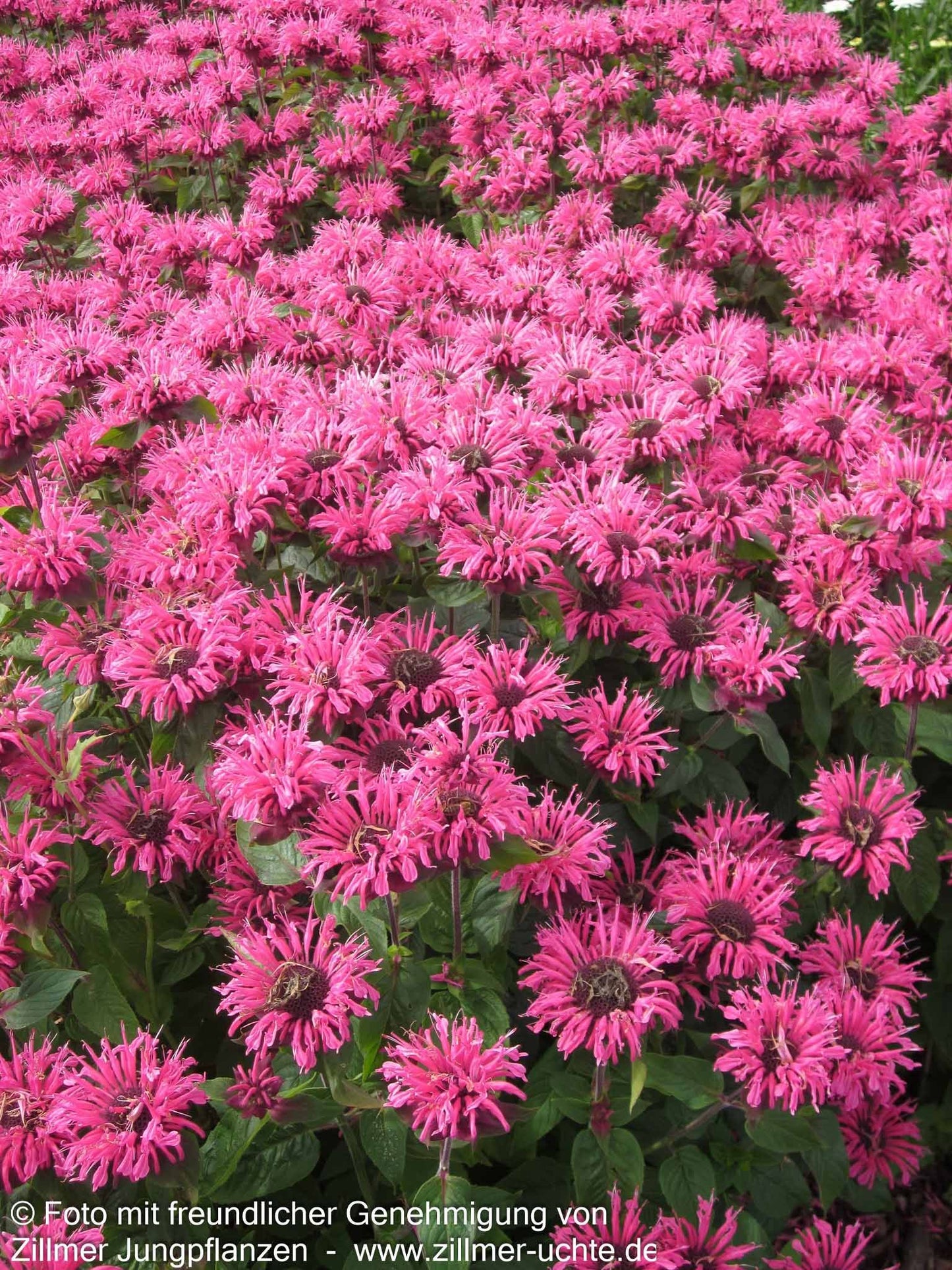 Niedrige Indianernessel 'Pink Lace' (Monarda didyma)