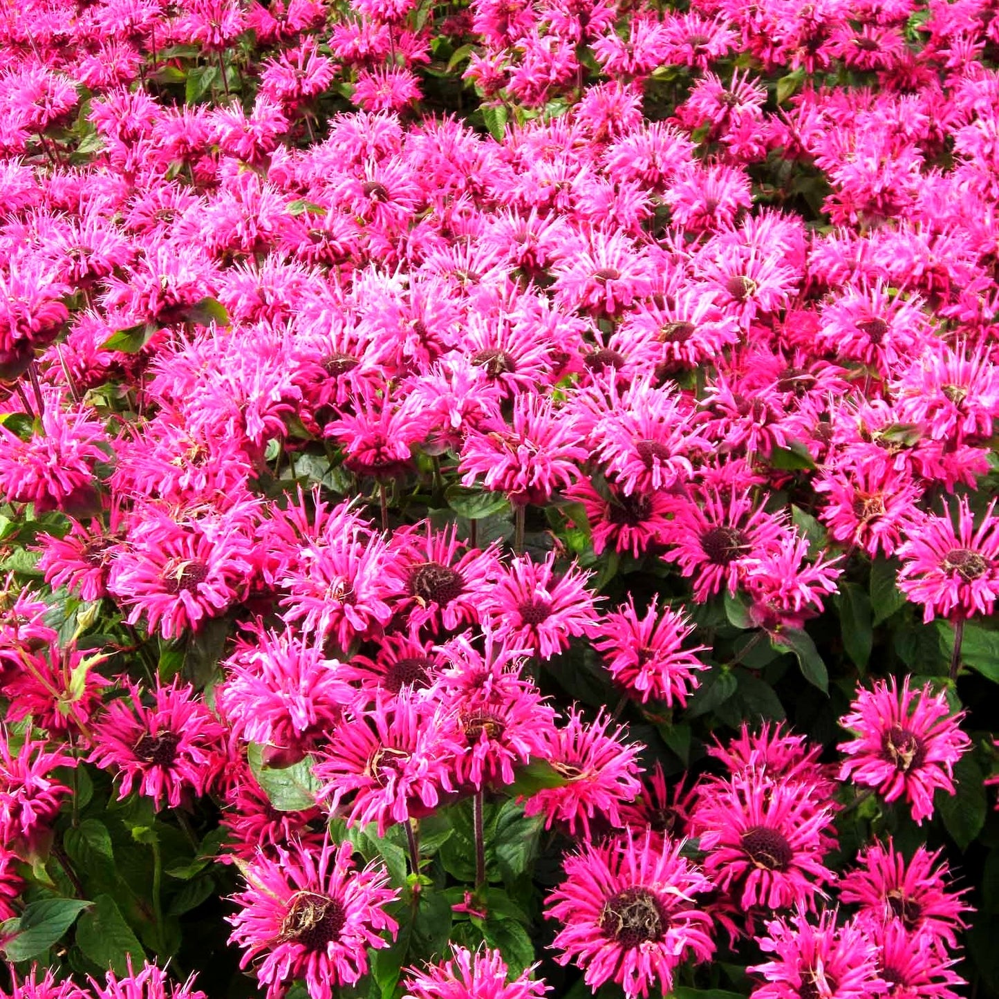 Niedrige Indianernessel 'Pink Lace' (Monarda didyma)