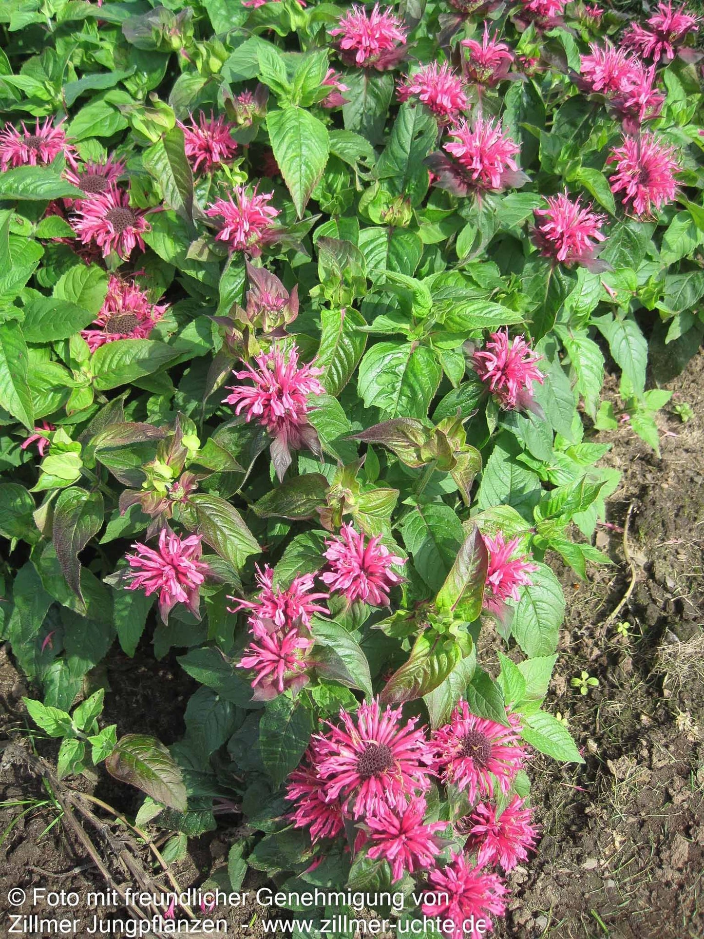 Niedrige Indianernessel 'Pink Lace' (Monarda didyma)