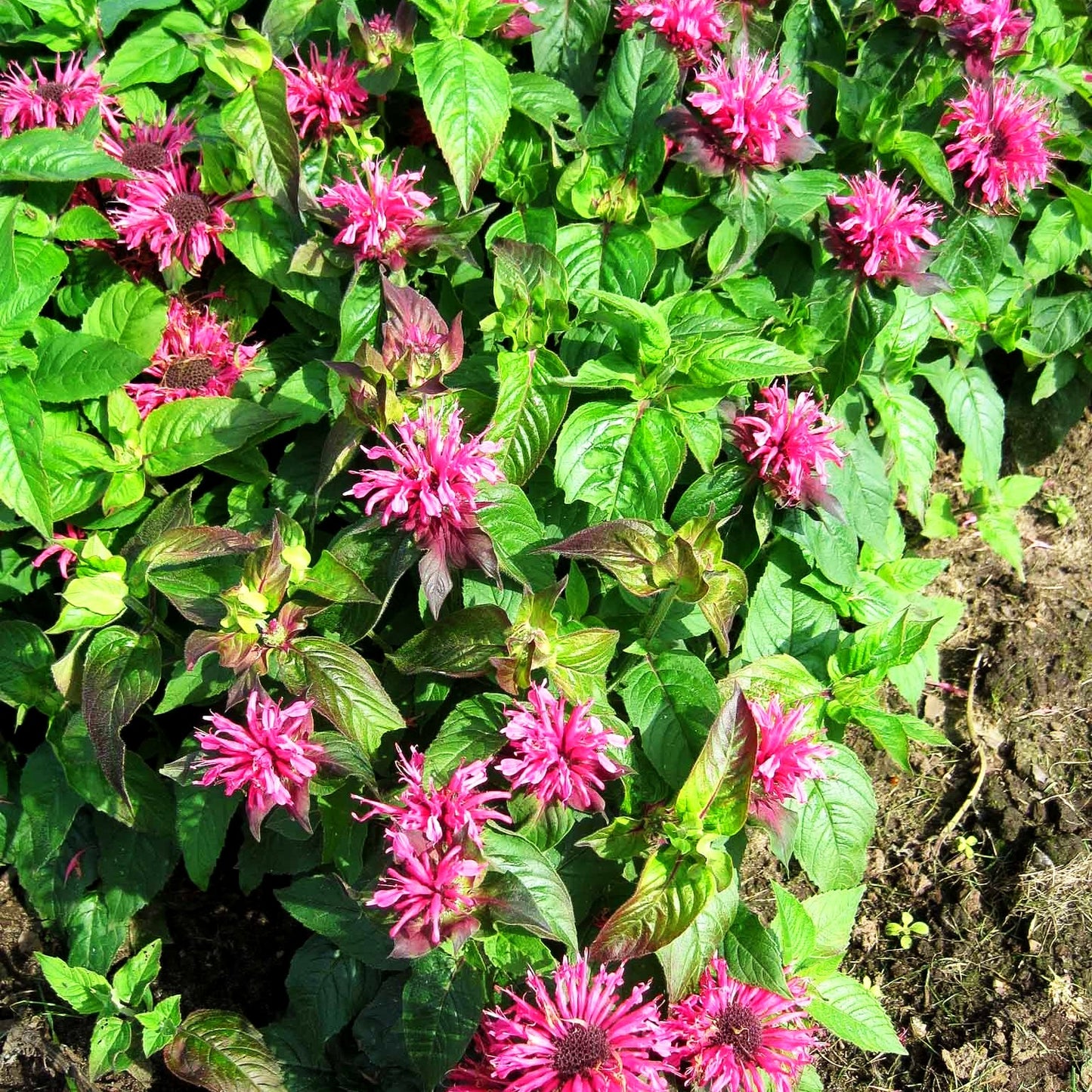 Niedrige Indianernessel 'Pink Lace' (Monarda didyma)