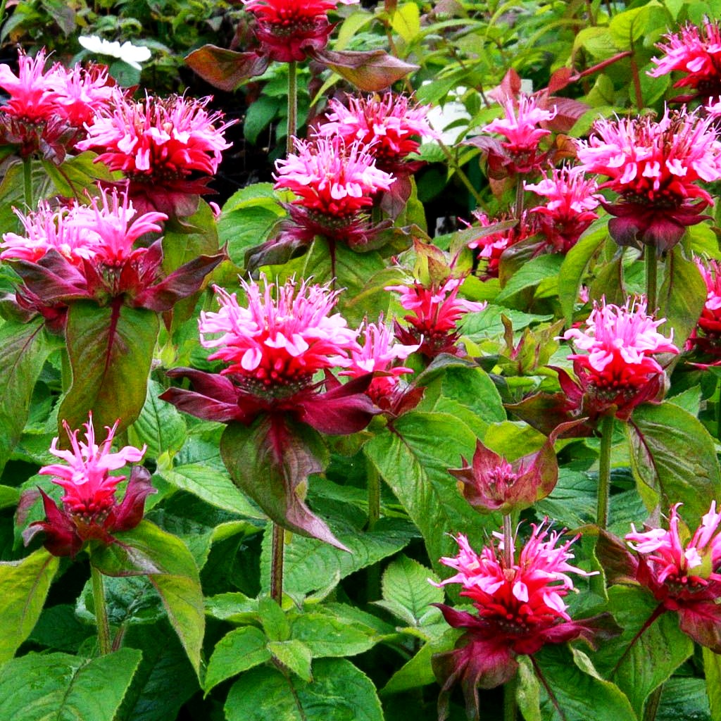 Niedrige Indianernessel 'Pink Lace' (Monarda didyma)