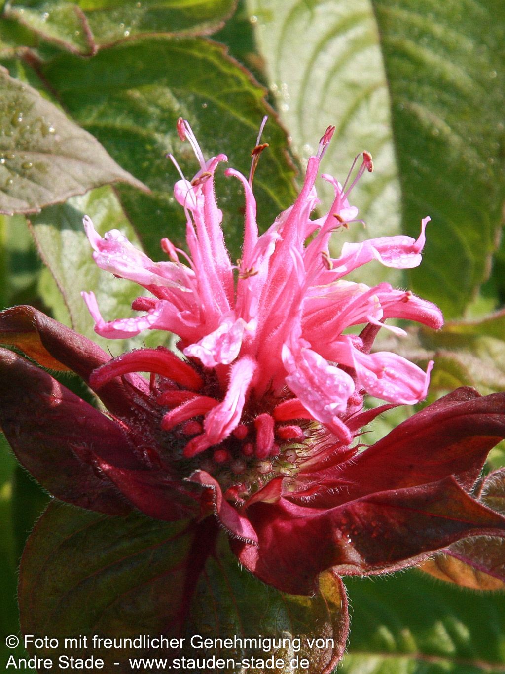 Niedrige Indianernessel 'Pink Lace' (Monarda didyma)