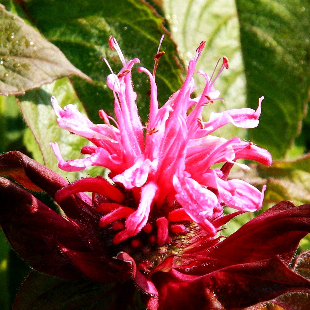 Niedrige Indianernessel 'Pink Lace' (Monarda didyma)