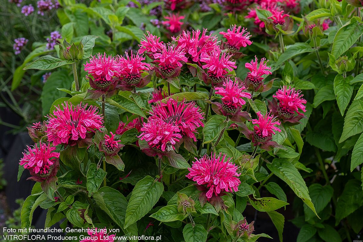 Niedrige Indianernessel 'Pink Lace' (Monarda didyma)