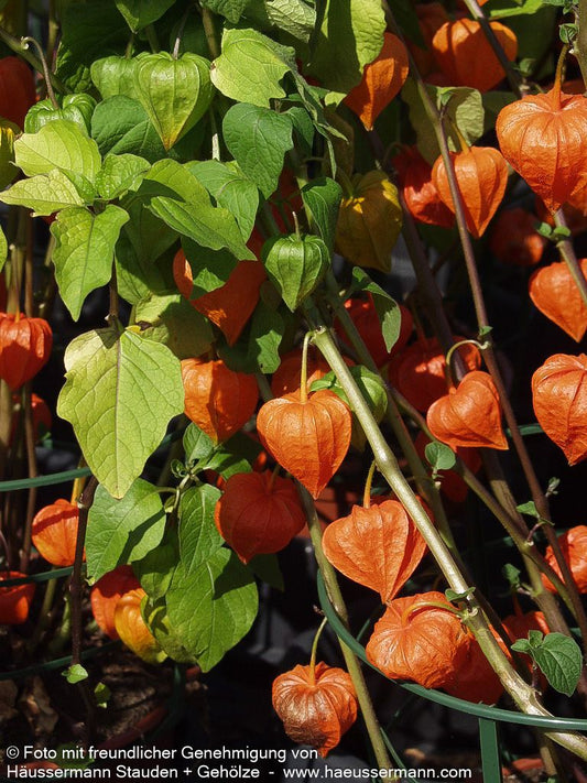 Niedrige Lampionblume 'Zwerg' (Physalis alkekengi var.franch.)
