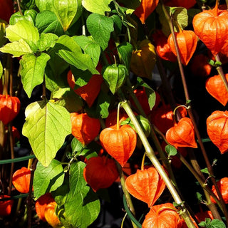 Niedrige Lampionblume 'Zwerg' (Physalis alkekengi var.franch.)