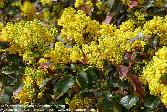 Niedrige Mahonie 'Apollo' (Mahonia aquifolium)