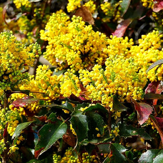 Niedrige Mahonie 'Apollo' (Mahonia aquifolium)