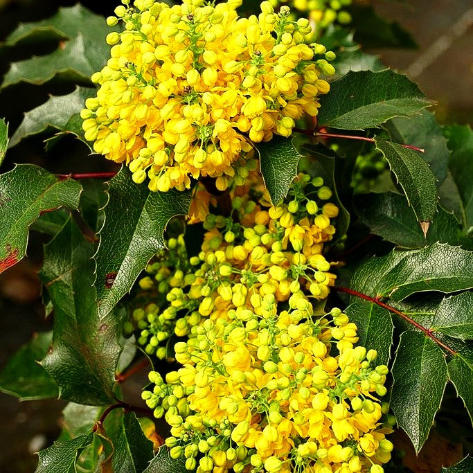 Niedrige Mahonie 'Apollo' (Mahonia aquifolium)