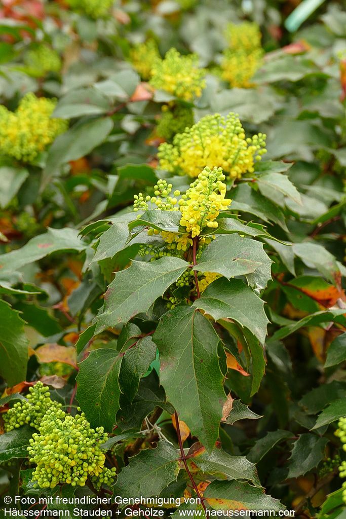 Niedrige Mahonie 'Apollo' (Mahonia aquifolium)