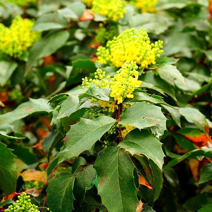 Niedrige Mahonie 'Apollo' (Mahonia aquifolium)