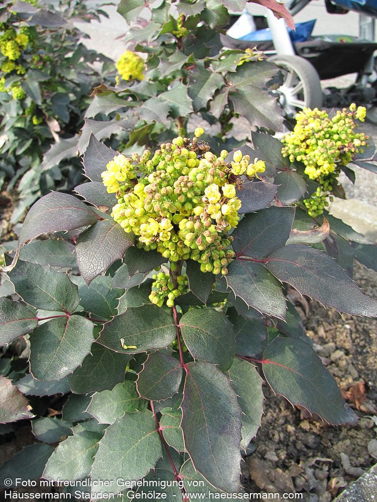 Niedrige Mahonie 'Apollo' (Mahonia aquifolium)