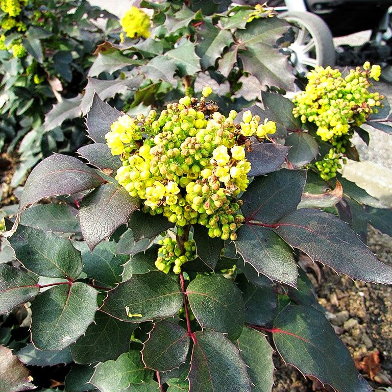 Niedrige Mahonie 'Apollo' (Mahonia aquifolium)