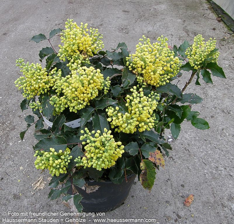 Niedrige Mahonie 'Apollo' (Mahonia aquifolium)