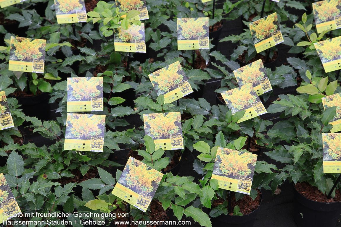 Niedrige Mahonie 'Apollo' (Mahonia aquifolium)