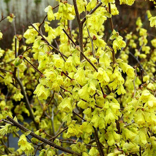 Niedrige Scheinhasel (Corylopsis pauciflora)