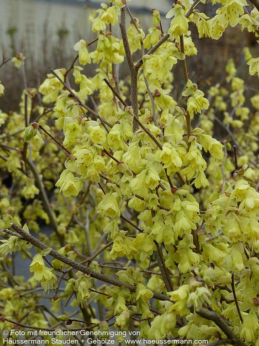 Niedrige Scheinhasel (Corylopsis pauciflora)