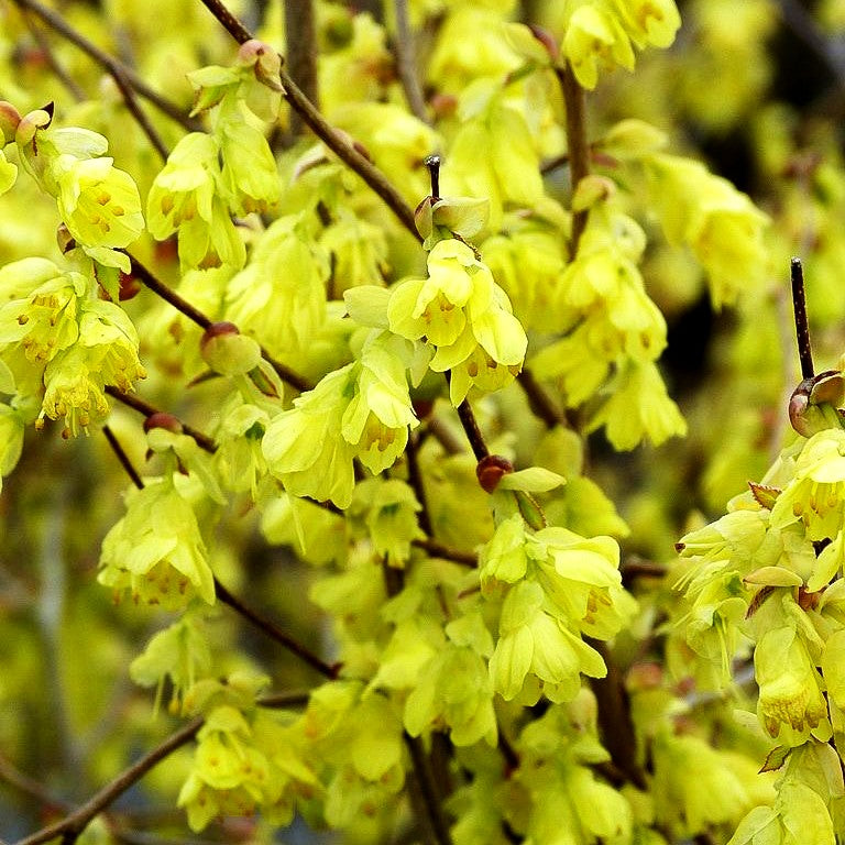 Niedrige Scheinhasel (Corylopsis pauciflora)
