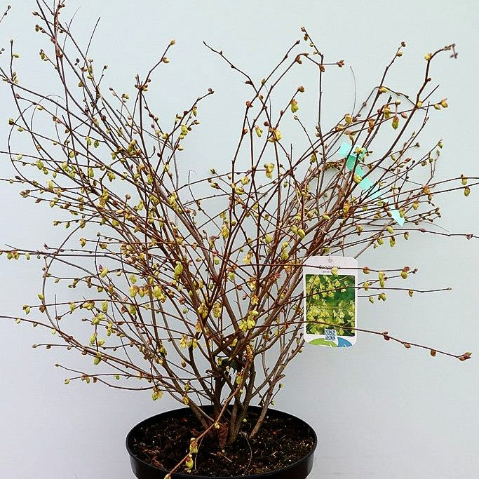 Niedrige Scheinhasel (Corylopsis pauciflora)