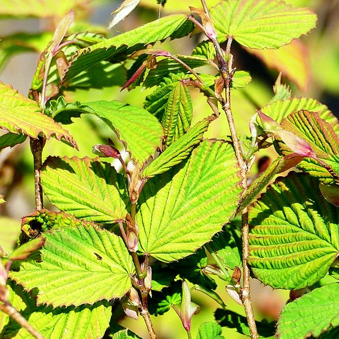 Niedrige Scheinhasel (Corylopsis pauciflora)