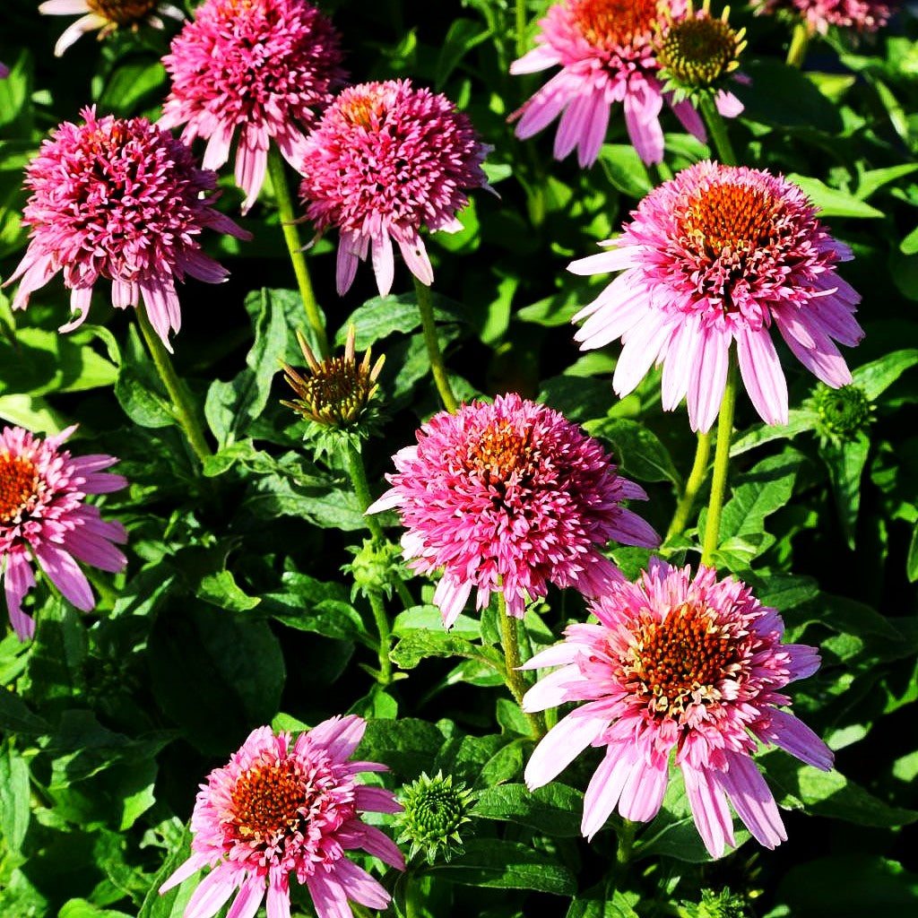 Niedriger Scheinsonnenhut 'Butterfly Kisses' (Echinacea purpurea)