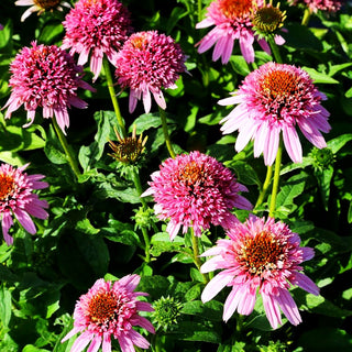 Niedriger Scheinsonnenhut 'Butterfly Kisses' (Echinacea purpurea)
