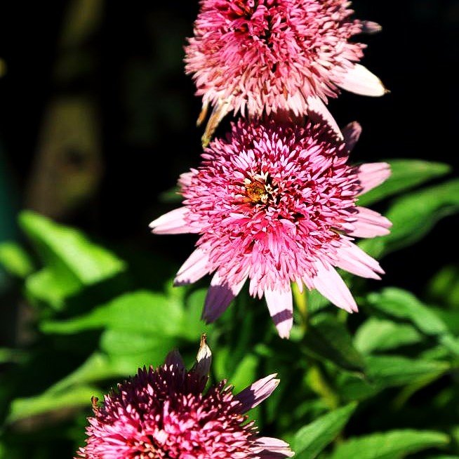 Niedriger Scheinsonnenhut 'Butterfly Kisses' (Echinacea purpurea)